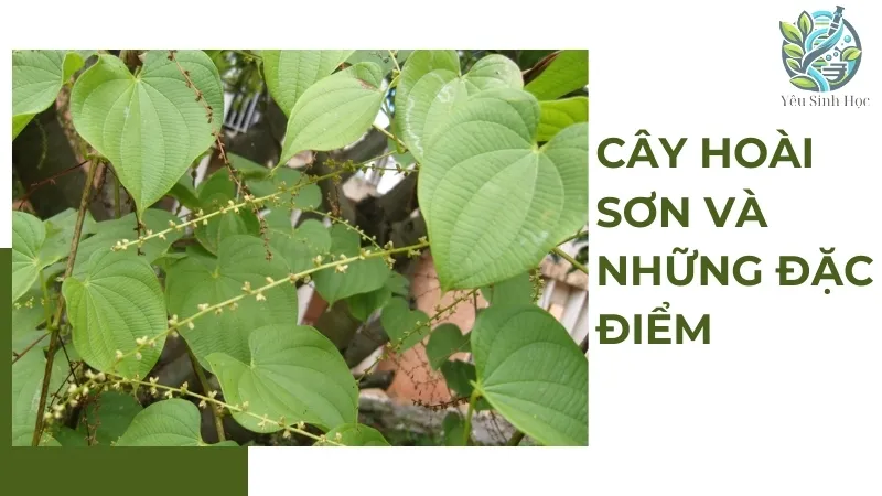 Cơ chế sinh học của hoài sơn và tác dụng chống oxy hóa 