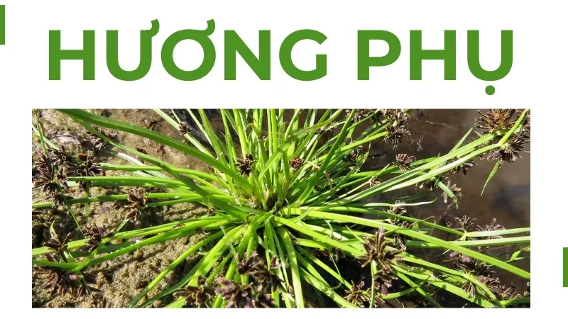 Hương phụ - Cây sinh học mang lại sự cân bằng nội tiết cho phụ nữ 