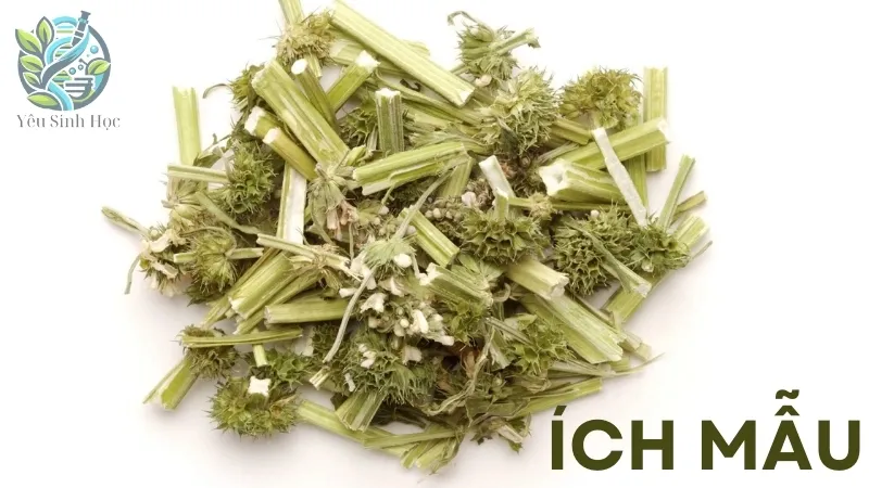 Ích Mẫu - Bí quyết tự nhiên giúp giảm đau bụng kinh hiệu quả 
