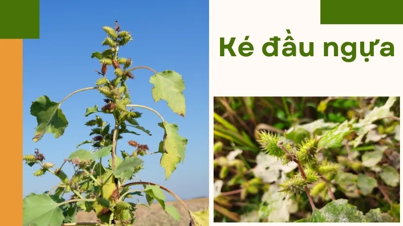 Giảm viêm xoang và mề đay hiệu quả nhờ cây ké đầu ngựa 