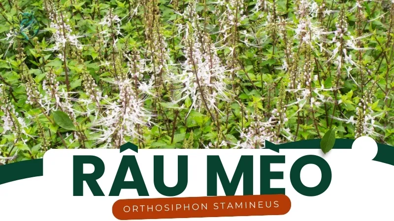 Râu Mèo và những lợi ích trong điều trị bệnh tiêu hóa và giảm cân 