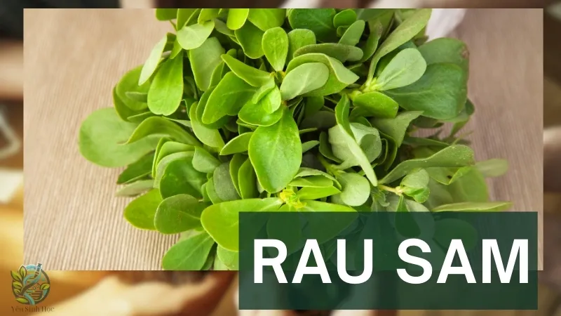 Rau sam và những công dụng chữa bệnh theo y học cổ truyền 