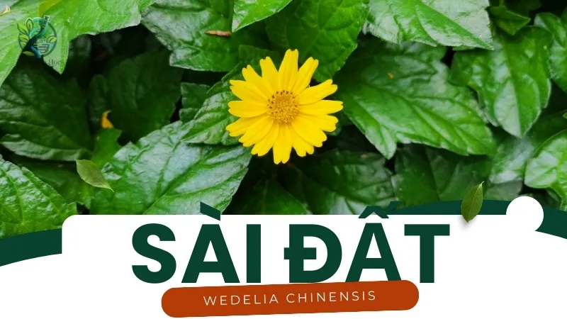 Cây Sài Đất - Giải pháp tự nhiên cho các bệnh viêm nhiễm 