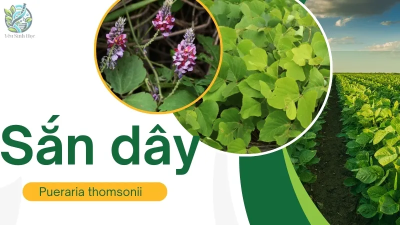 Công dụng chữa bệnh của sắn dây - Những điều bạn nên biết 