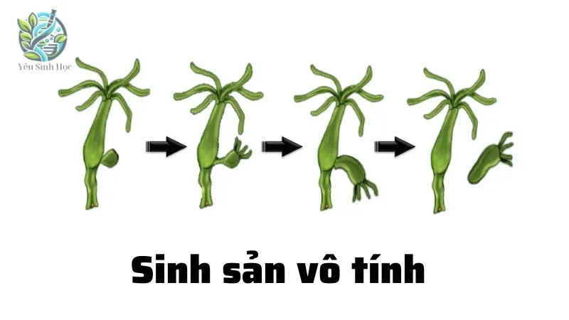 Sinh sản vô tính
