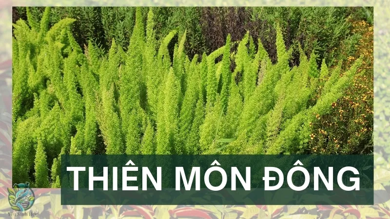 Cách dùng cây thiên môn đông trong các bài thuốc dân gian chữa bệnh 