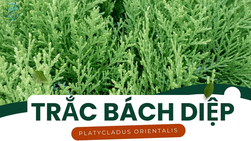 Trắc Bách Diệp - Bí quyết cầm máu và chữa bệnh hiệu quả 