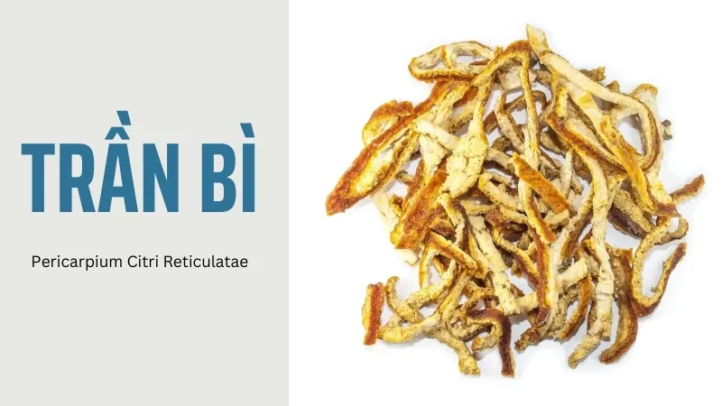 Trần bì là gì? Cách sử dụng Trần bì hiệu quả trong y học cổ truyền 