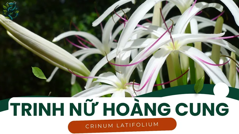 Trinh Nữ Hoàng Cung trong điều trị ung thư và u xơ tử cung 