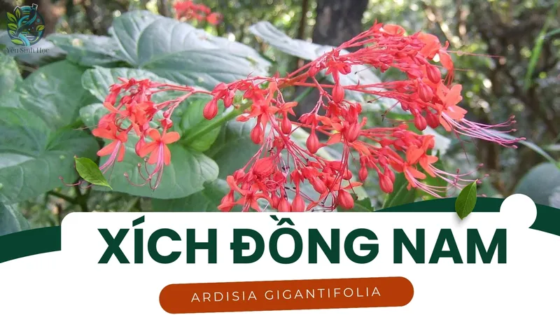 Xích Đồng Nam - Dược liệu quý giúp điều trị viêm khớp và tiêu hóa 