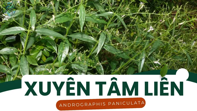 Công dụng của Xuyên tâm liên trong y học cổ truyền 