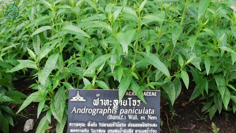Môi trường sinh trưởng của Xuyên tâm