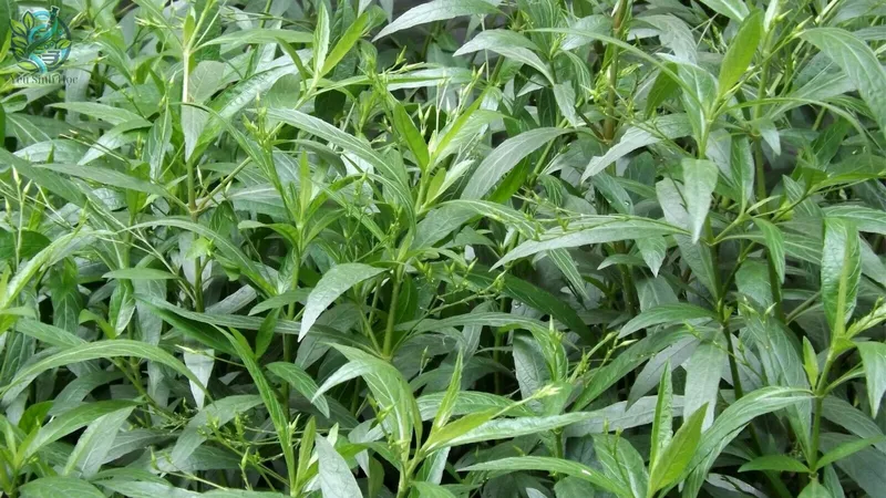 Cơ chế hoạt động của các hoạt chất trong xuyên tâm liên
