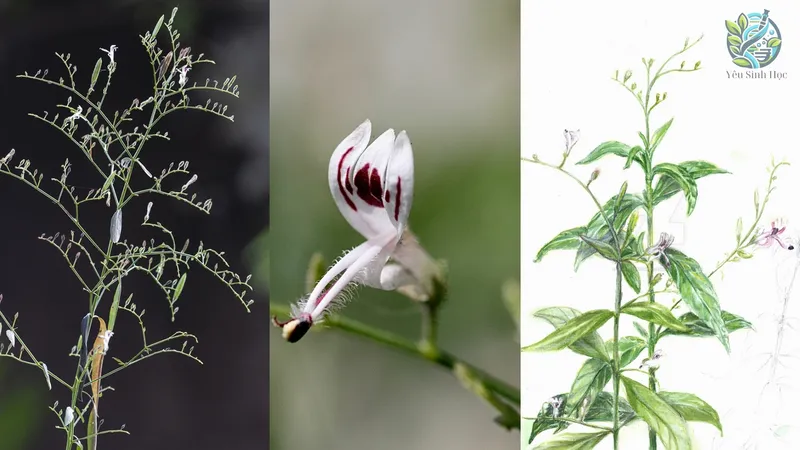 Tự làm các bài thuốc từ xuyên tâm liên tại nhà