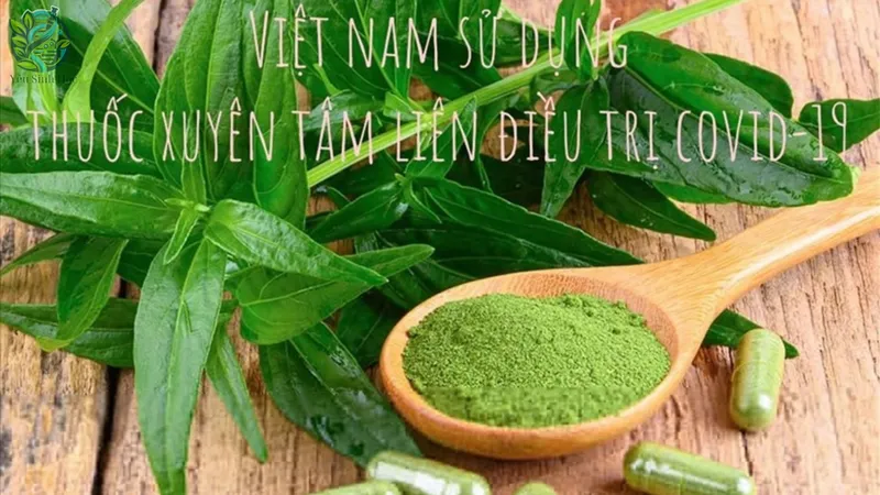 Lịch sử sử dụng xuyên tâm liên trong y học cổ truyền