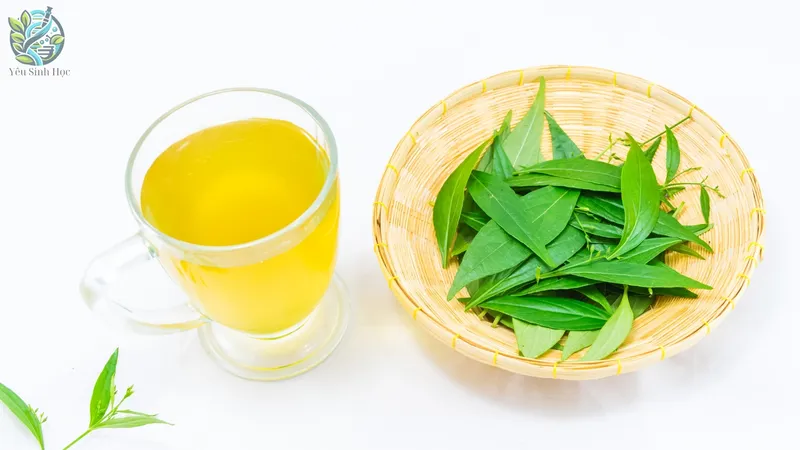Công dụng của xuyên tâm liên trong y học