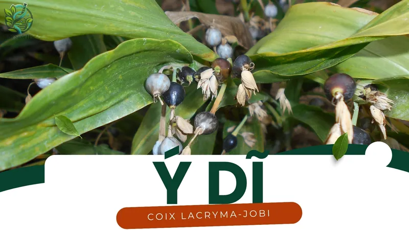 Hướng dẫn sử dụng ý dĩ để hỗ trợ tiêu hóa và giảm cân hiệu quả 