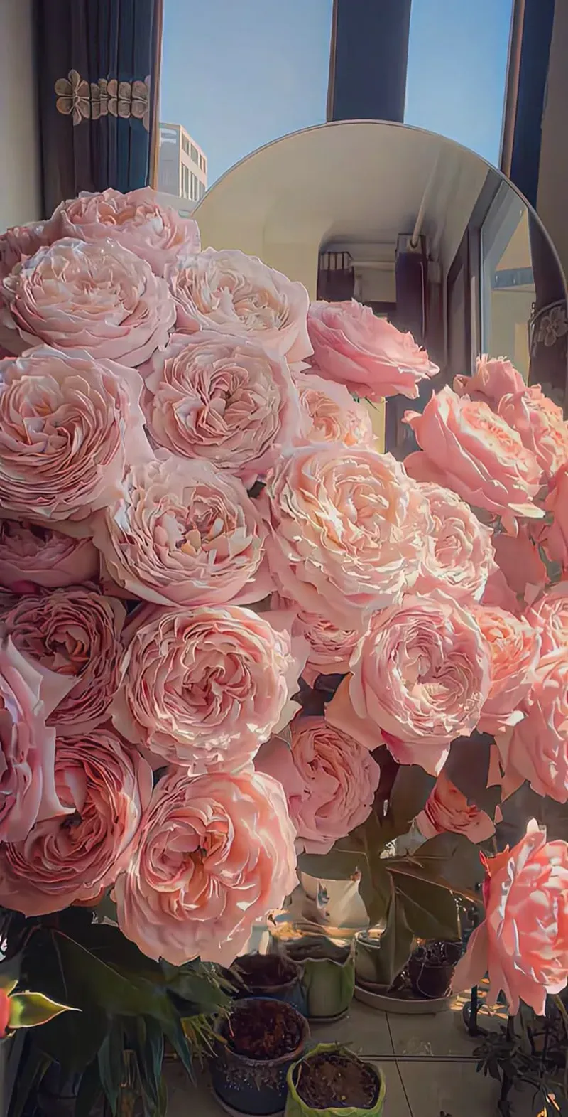 Ngắm nhìn hình ảnh hoa mẫu đơn đẹp kiêu sa