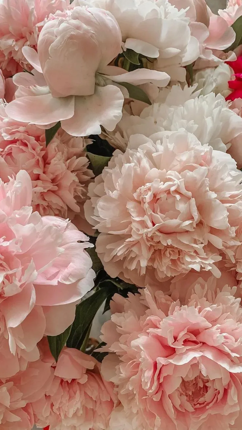 Tuyển chọn ảnh hoa mẫu đơn đẹp làm hình nền cực chất