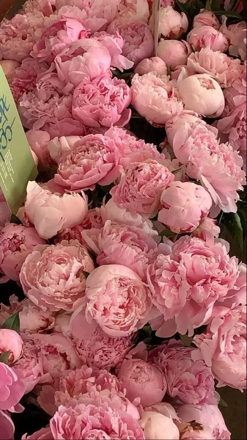 Tải ngay ảnh hoa mẫu đơn may mắn cho bộ sưu tập của bạn