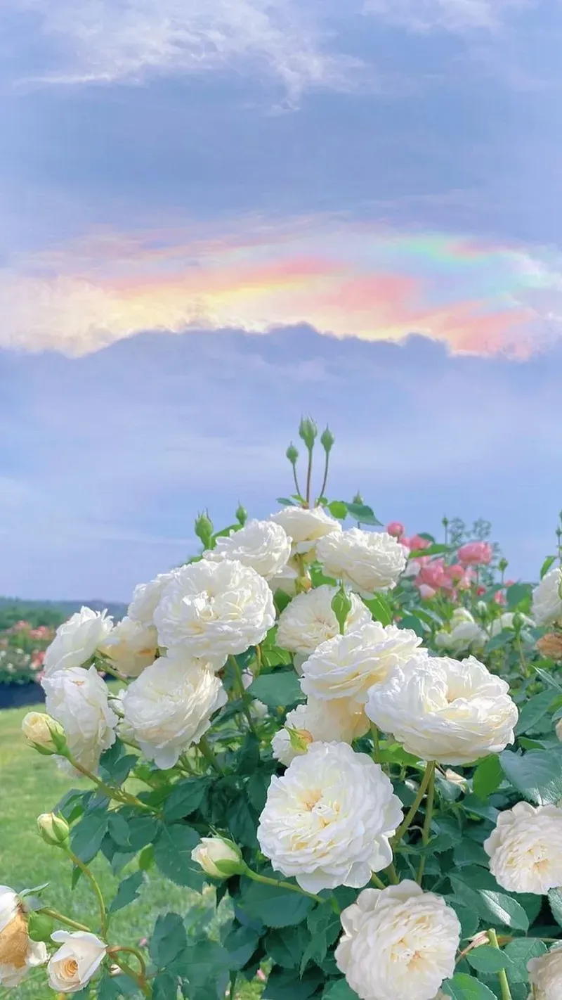 Ngắm nhìn hình ảnh hoa hồng đẹp lãng mạn đầy cảm xúc