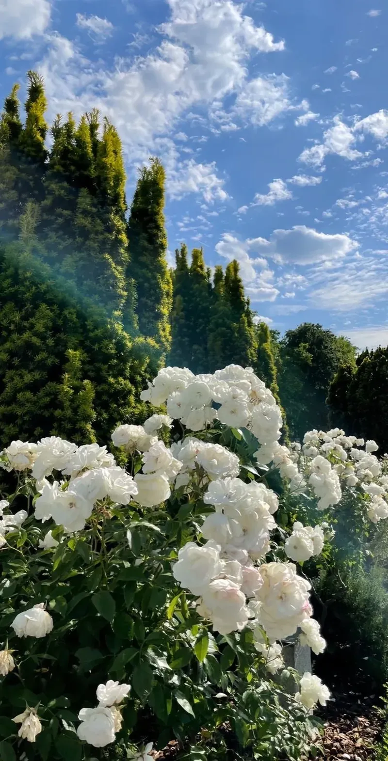 Những hình ảnh hoa hồng đẹp rực rỡ, kiêu sa