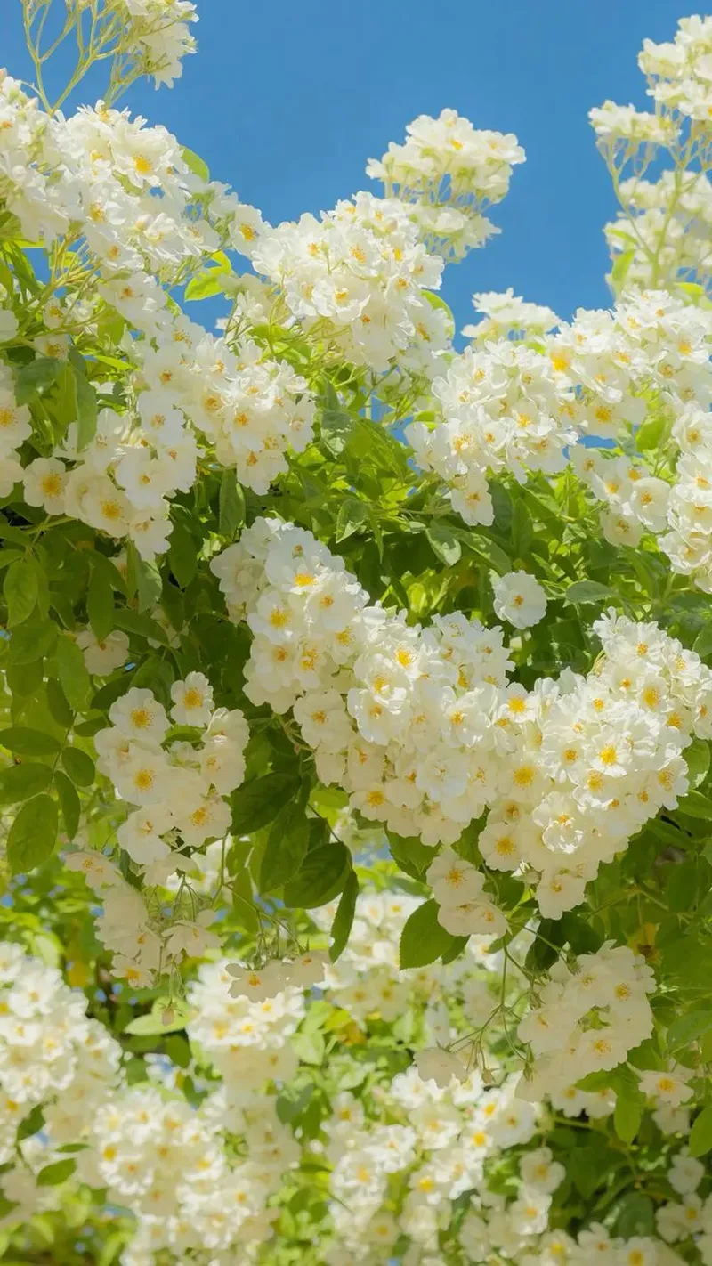 Tuyển chọn ảnh hoa hồng đẹp tự nhiên đầy sức sống