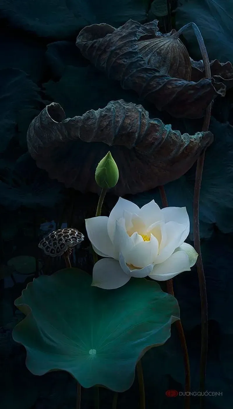 Nhanh tay tải ảnh hoa sen đẹp nhất để làm hình nền