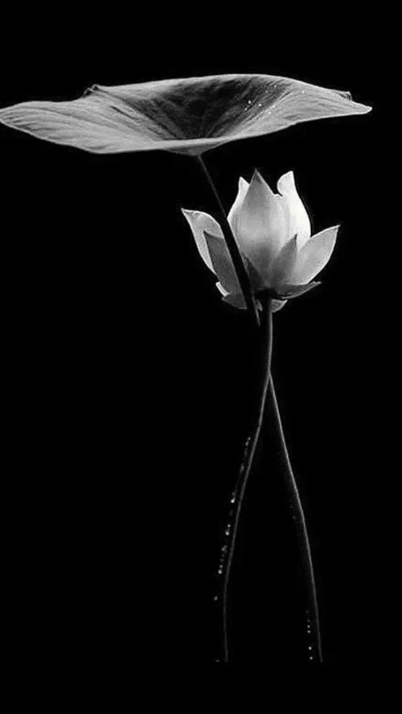 Ngắm nhìn hình ảnh hoa sen trắng đẹp tinh khiết