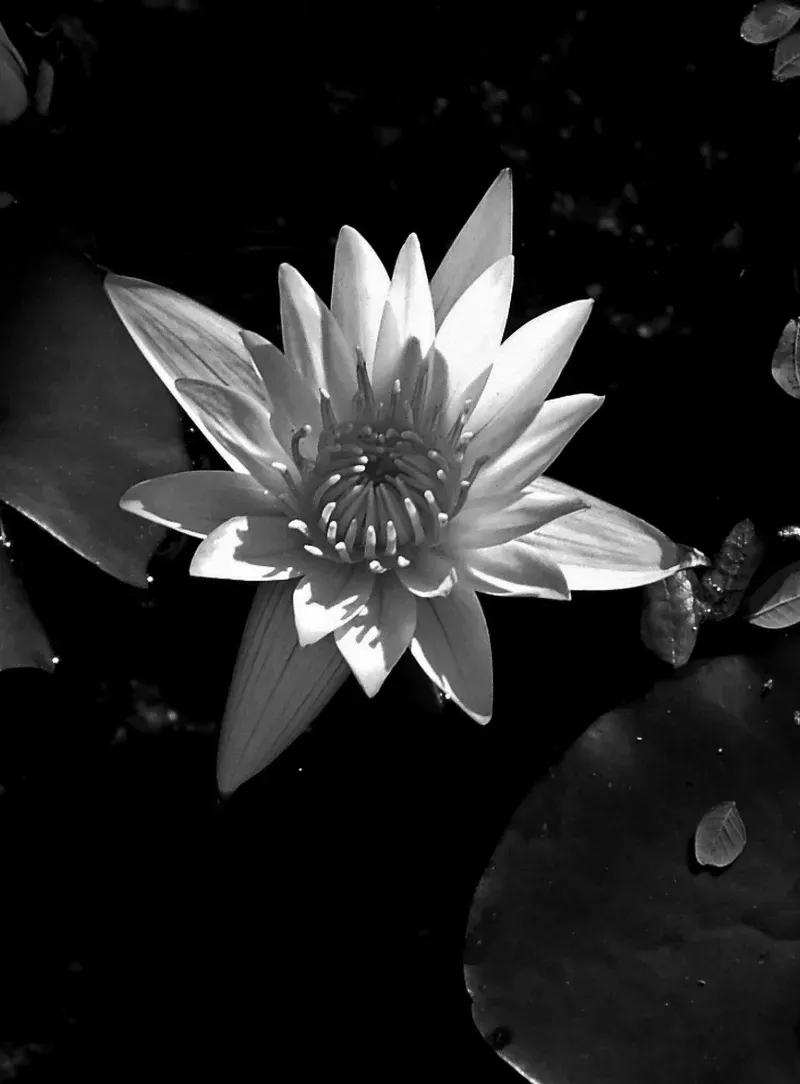 Bộ sưu tập ảnh hoa sen nền đen huyền bí, sang trọng