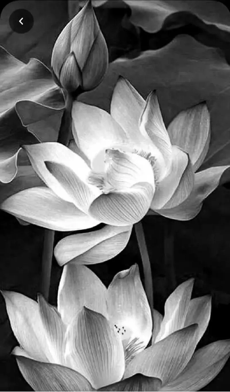 Ngắm nhìn ảnh hoa sen đẹp nhất trong bộ sưu tập đặc sắc