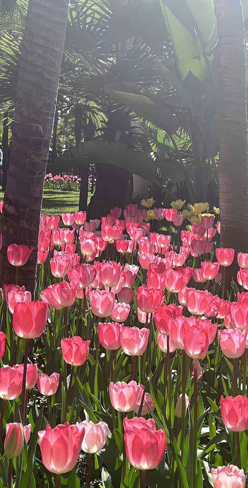 tải ảnh hoa tulip đẹp nhất để làm hình nền cực chất