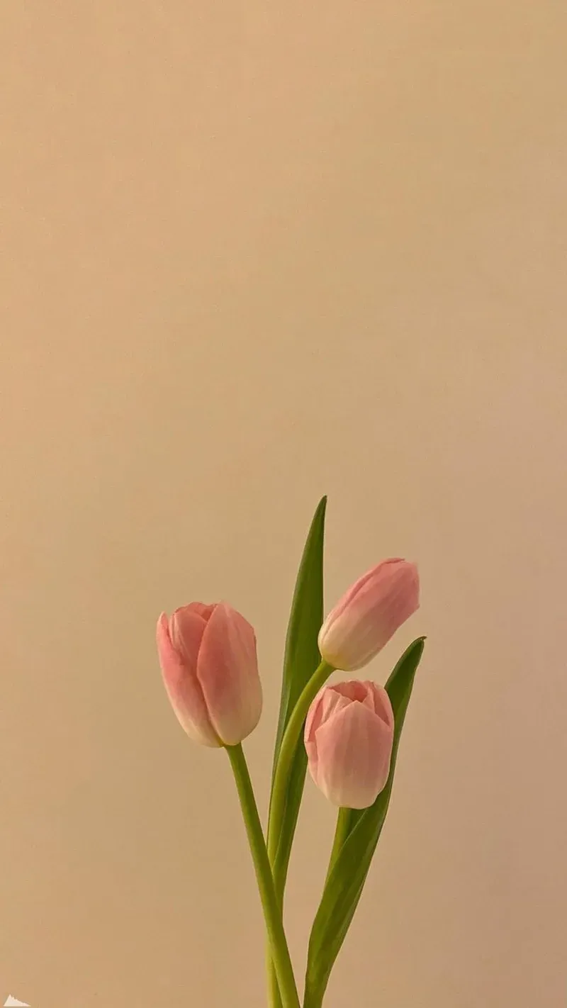 Bộ sưu tập ảnh hoa tulip cute đầy màu sắc, đáng yêu