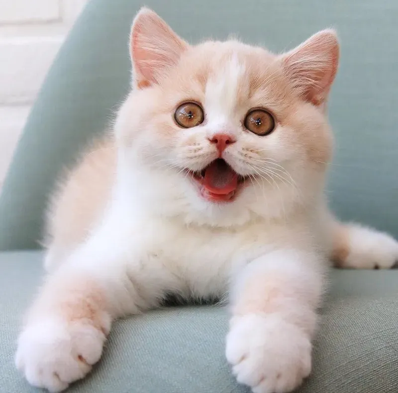 Biểu tượng của sự 