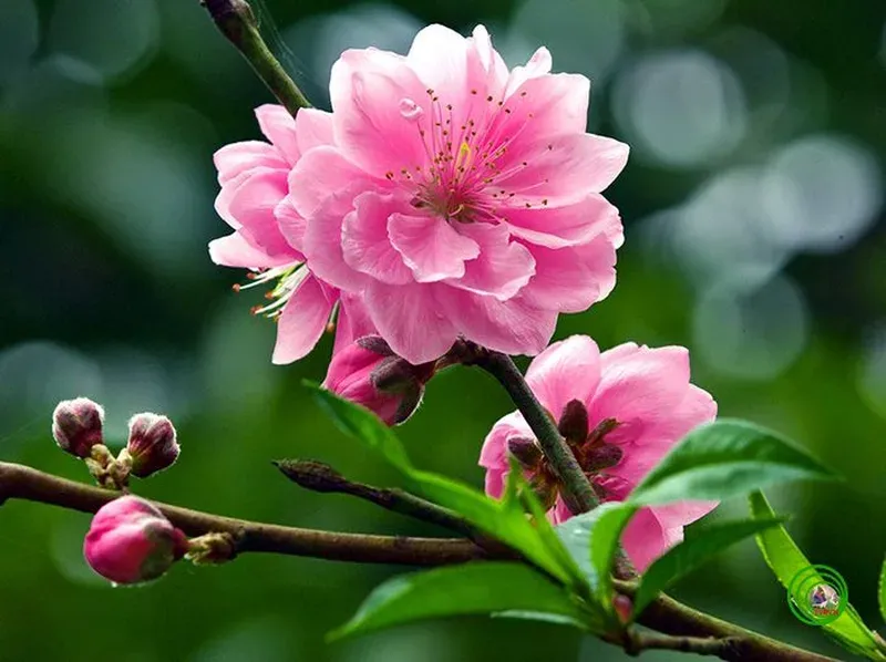 Bộ sưu tập hình ảnh hoa đào nhật bản đẹp tinh tế