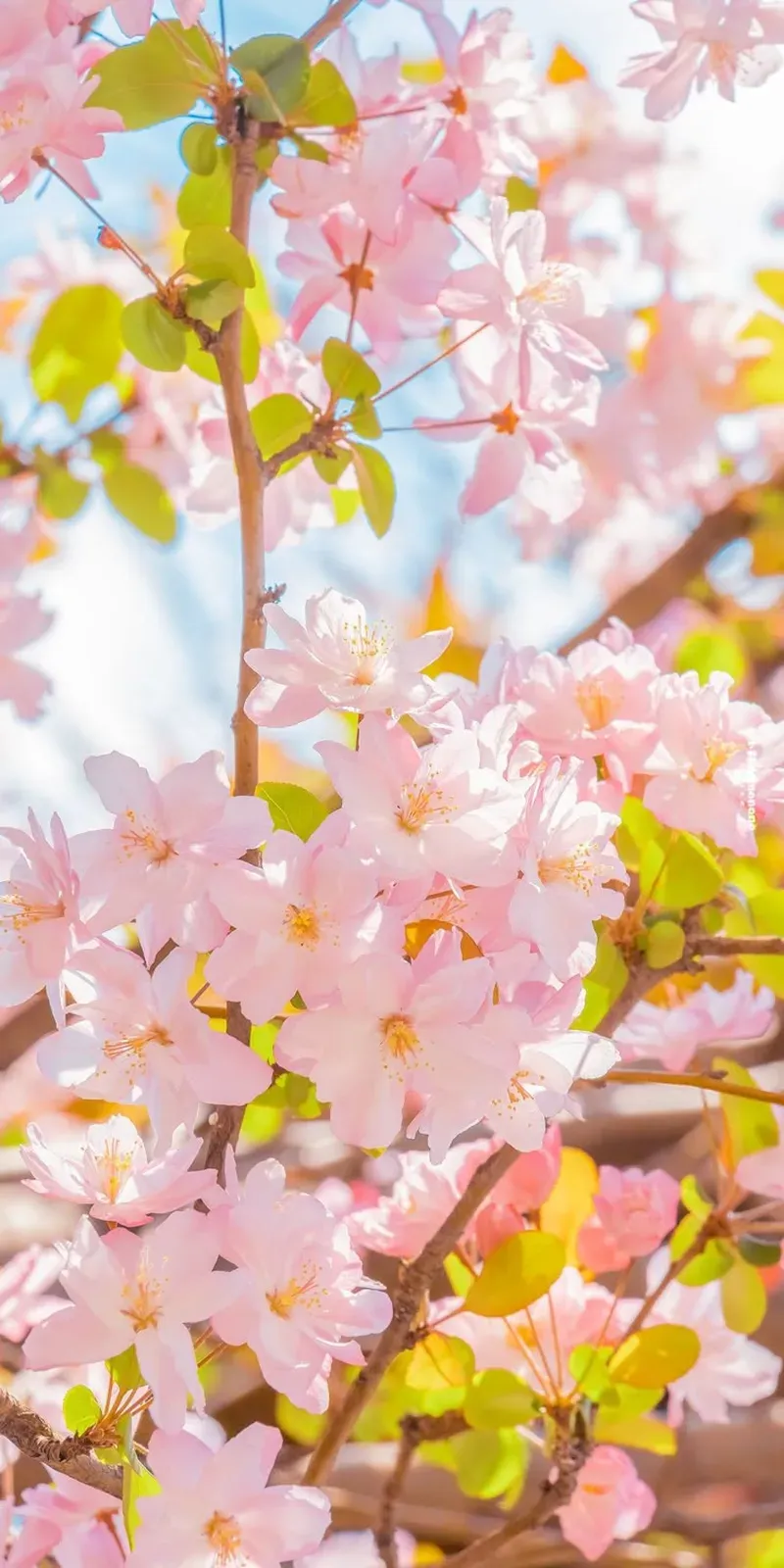 Những hình ảnh hoa đào bích tươi tắn, đầy sức sống