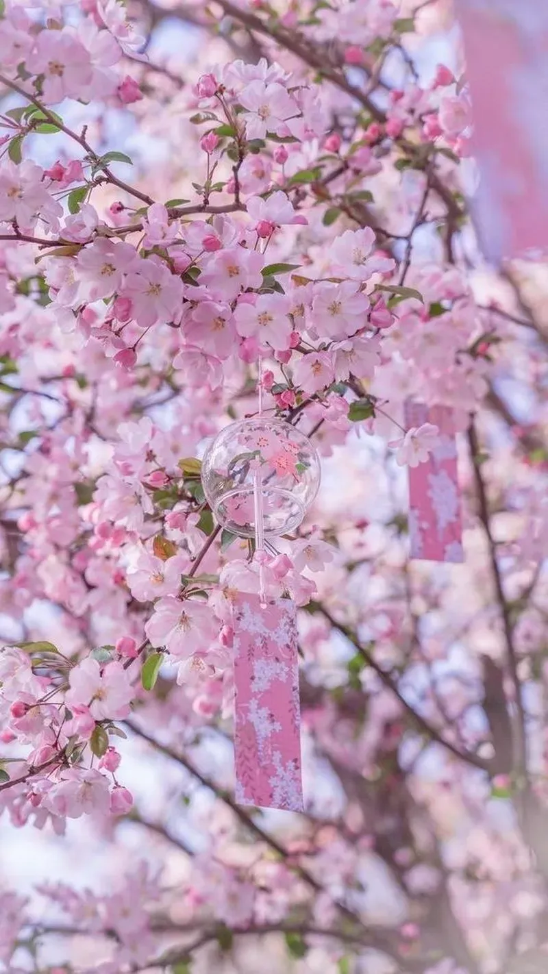 Ngắm nhìn hình ảnh hoa đào tết báo hiệu mùa xuân về