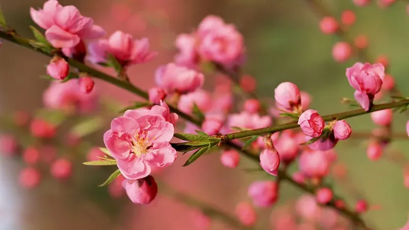 Bộ sưu tập hình ảnh hoa đào đẹp tinh khôi, quyến rũ