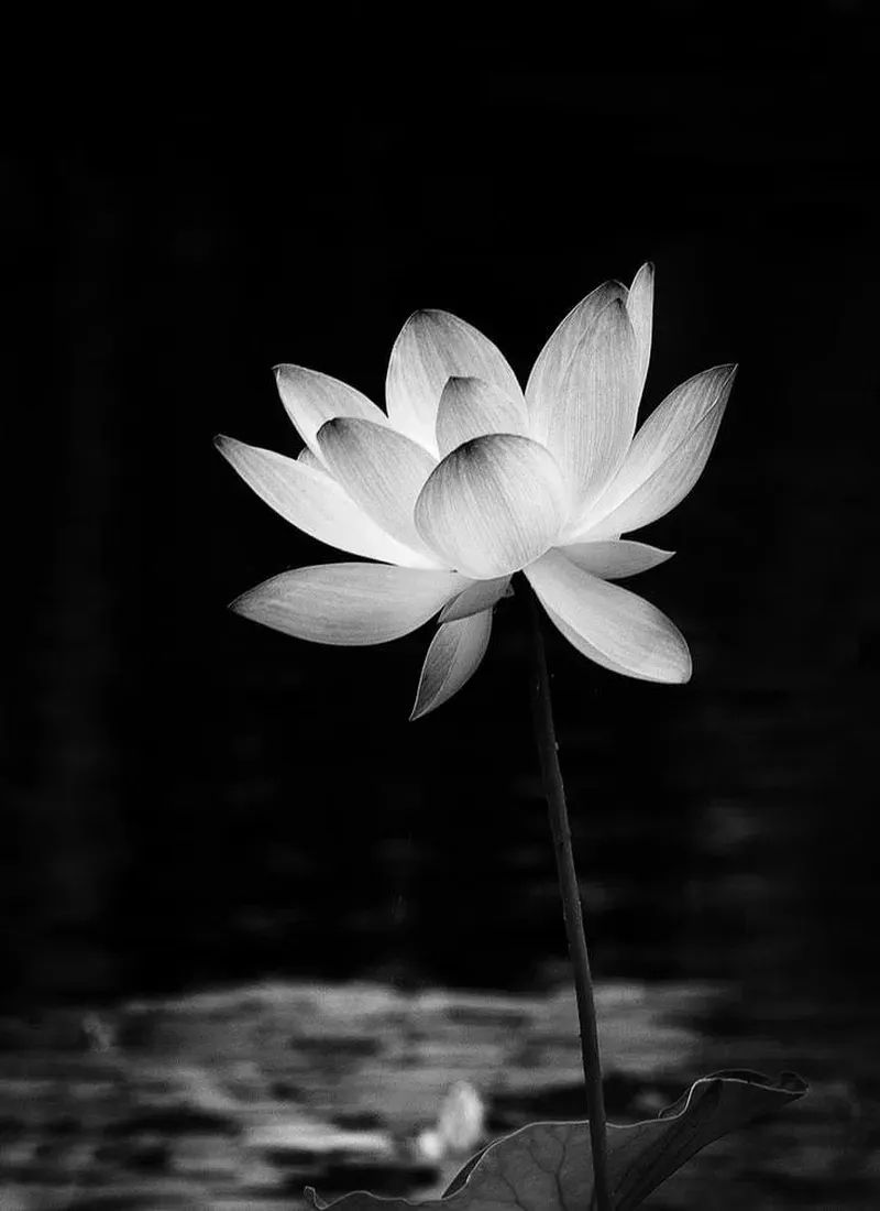 Sự trầm mặc và tưởng niệm trong hình nền đen tang lễ đầy ý nghĩa