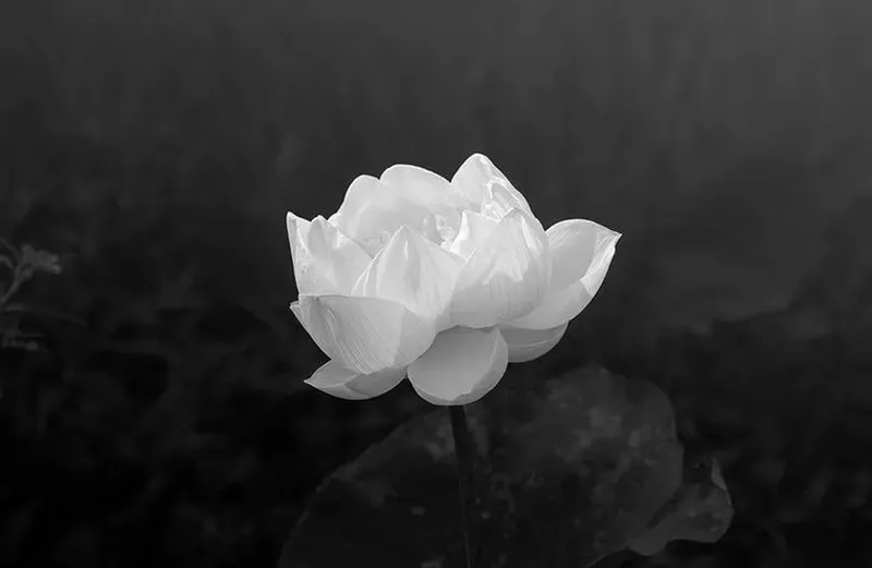 Vẻ đẹp tinh khiết ẩn mình trong hình nền đen hoa sen đầy nghệ thuật