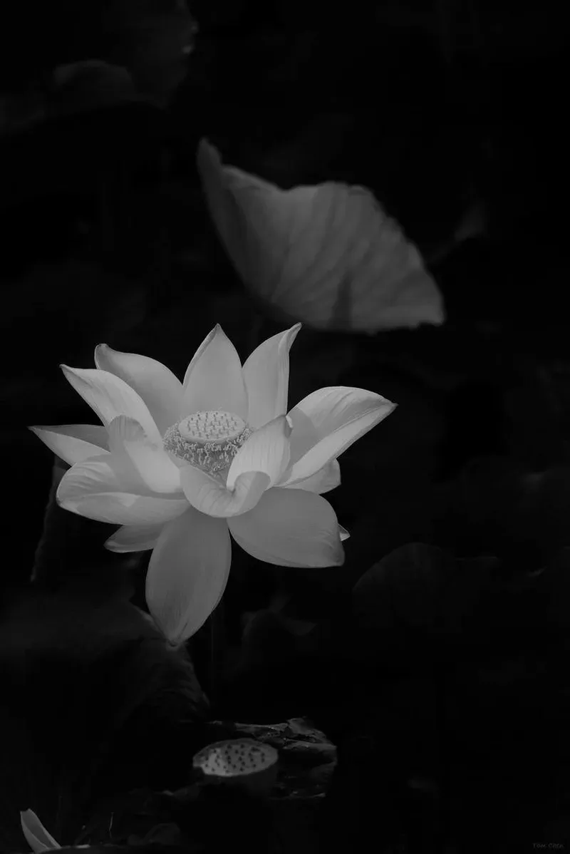 Sự thanh tịnh trong bóng tối với hình nền hoa sen màu đen huyền bí