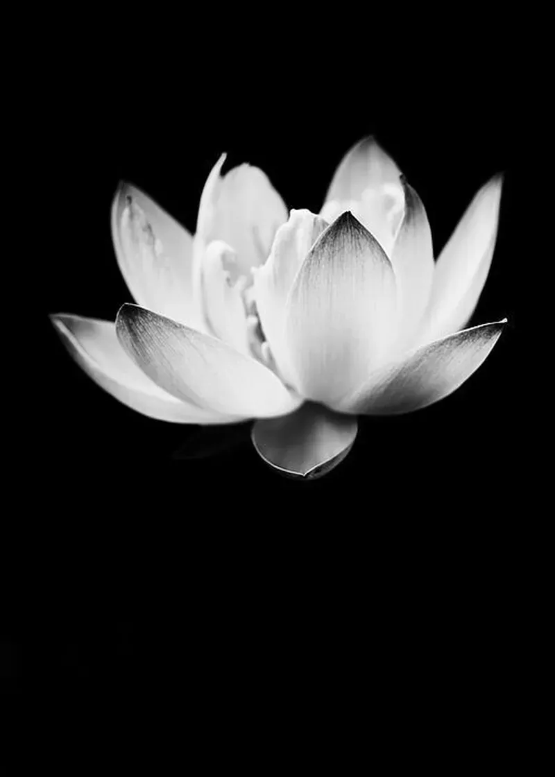 Thể hiện cảm xúc qua từng khung hình của tâm trạng hình nền đen buồn