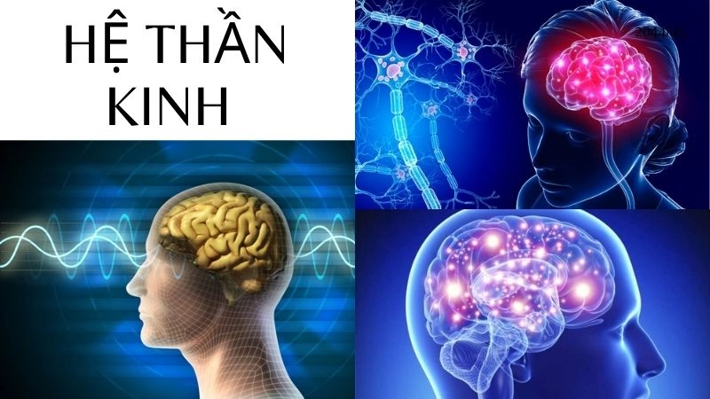 Hệ thần kinh