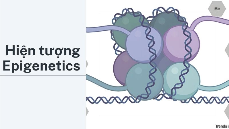 Hiện tượng Epigenetics