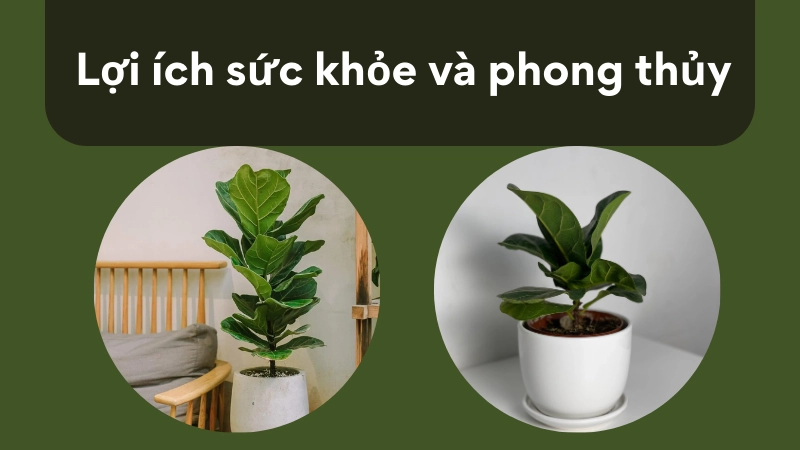 Vị trí đặt cây bàng Singapore hợp phong thủy mang lại tài lộc