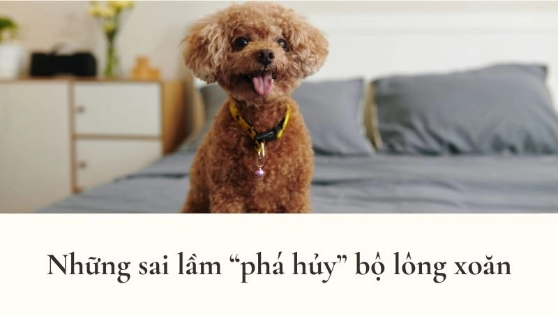 Những sai lầm “phá hủy” bộ lông xoăn cần tránh ngay