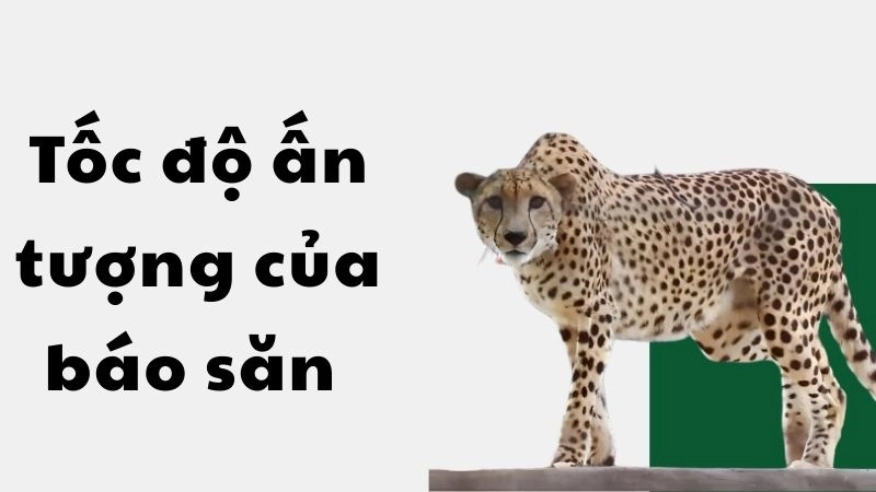 Tốc độ ấn tượng của báo săn so với các loài khác