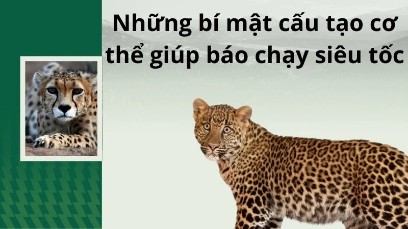 Những bí mật cấu tạo cơ thể giúp báo chạy siêu tốc