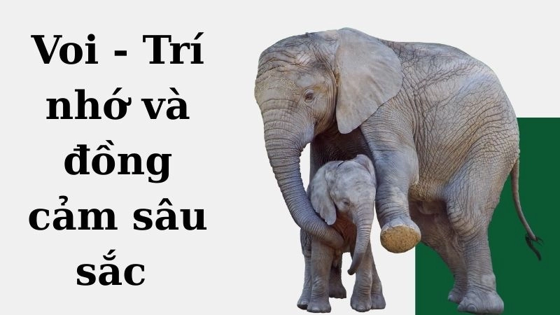 Voi - Trí nhớ và đồng cảm sâu sắc 