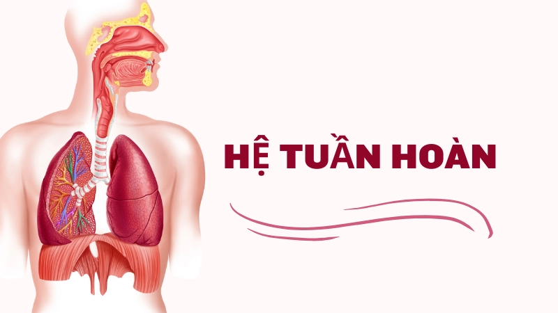 Hệ tuần hoàn- Vai trò quan trọng với sức khỏe tim mạch